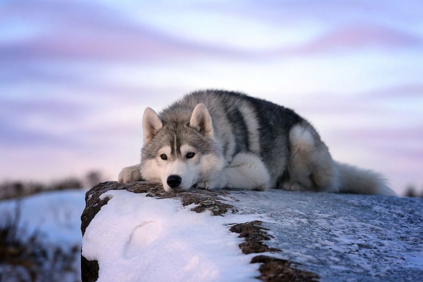 Dog photographer of the year Dog photographer of the year