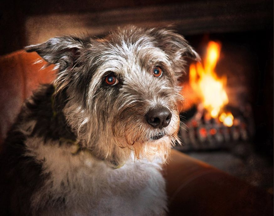 Dog photographer of the year Dog photographer of the year