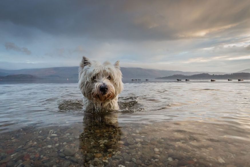 Dog photographer of the year Dog photographer of the year