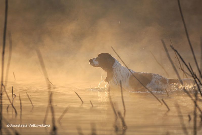 Dog photographer of the year Dog photographer of the year