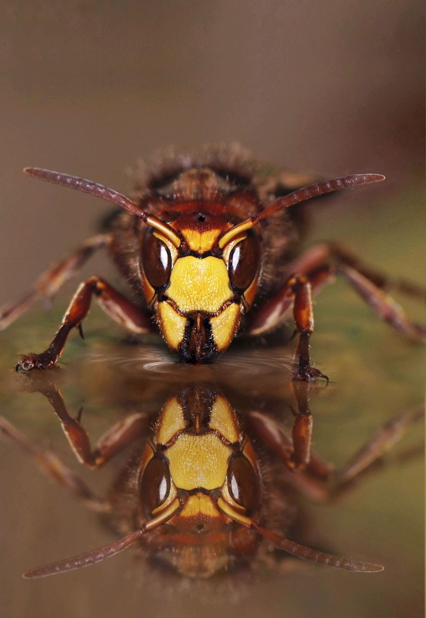 insecten fotograferen basiscursus een paar tips 