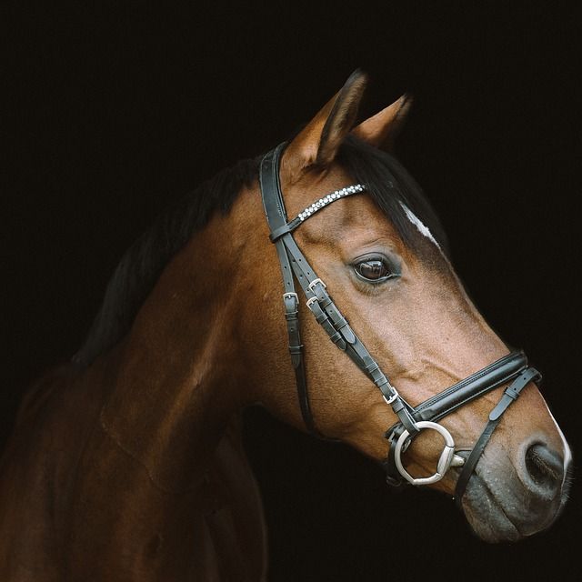 paard, paarden, paardenfotografie, dieren fotograferen