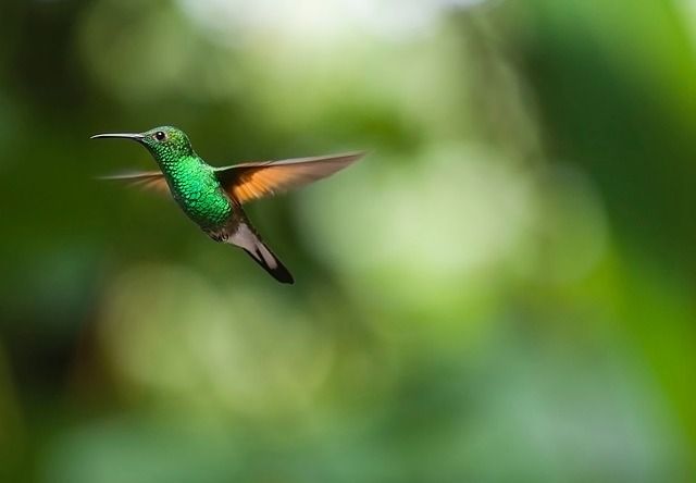 vogel, vogels, vogels in vlucht, contrast, beweging, wildlife