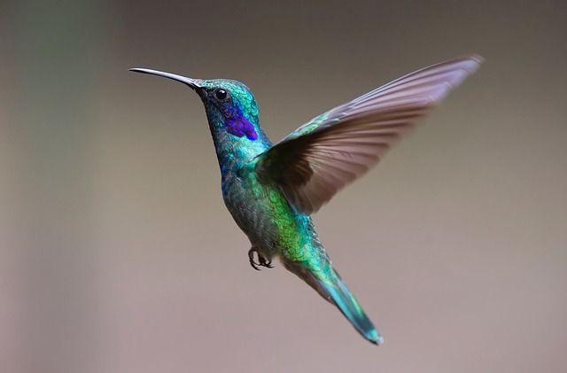 vogels fotograferen