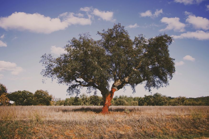 fotograferen in Alentejo