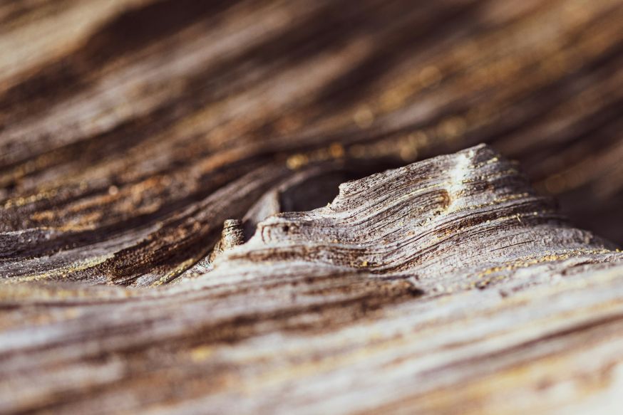 macrofotografie tips