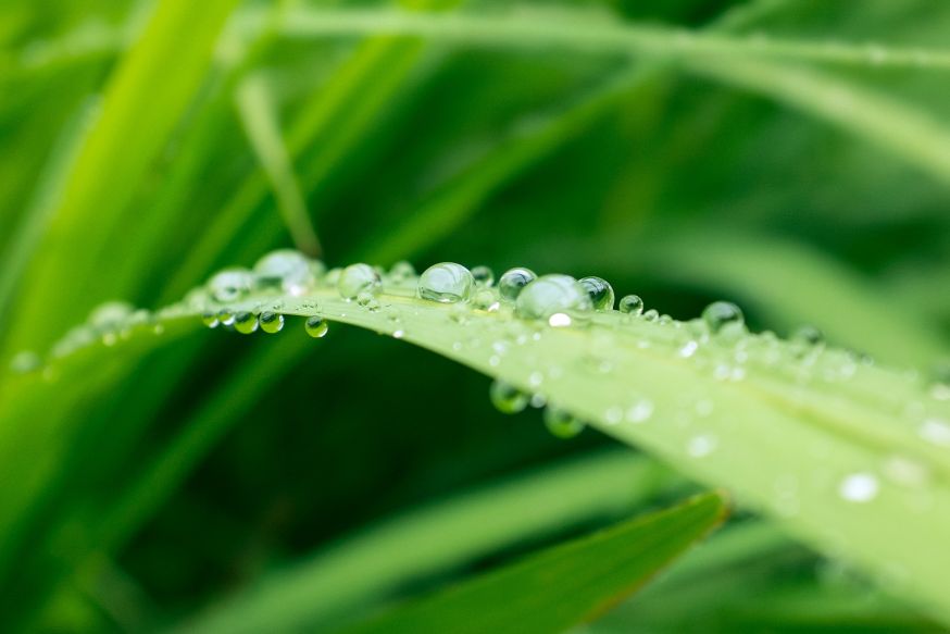 macrofotografie