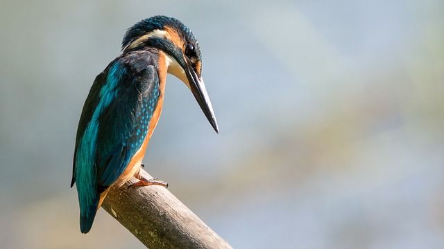 vogels fotograferen, vogels, vogelfotografie