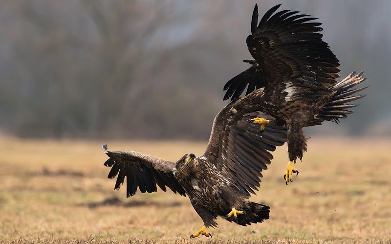 roofvogels