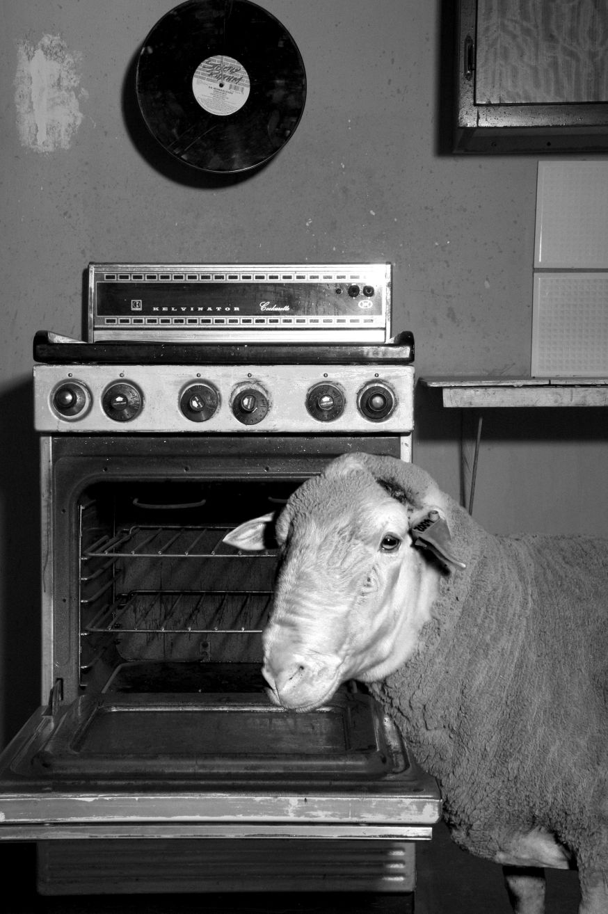 schapen in het alledaagse Justin Dingwall over fotoproject Incurious Justin Dingwall