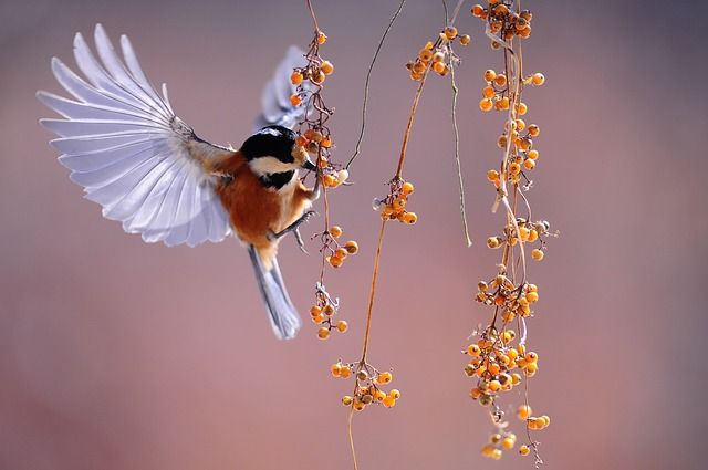 vogels, vogels fotograferen