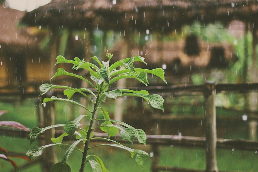 regenachtige, regen, herfst, winter