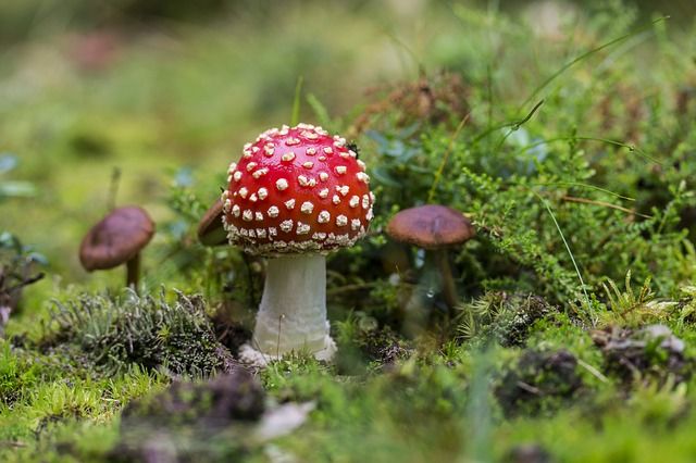 Paddenstoelen fotograferen, paddestoelen, herfstfotografie, herfst