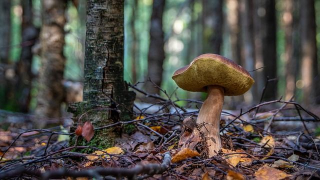 Paddenstoelen fotograferen, paddestoelen, herfstfotografie, herfst