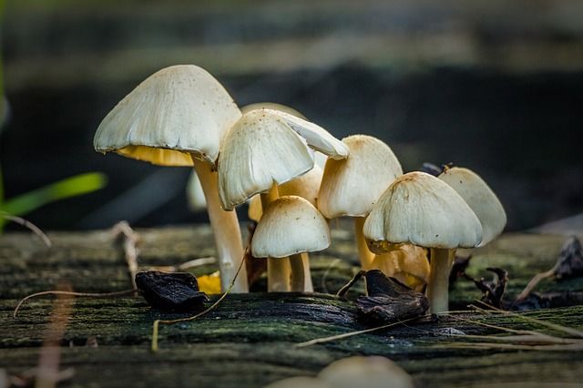 Paddenstoelen fotograferen, paddestoelen, herfstfotografie, herfst