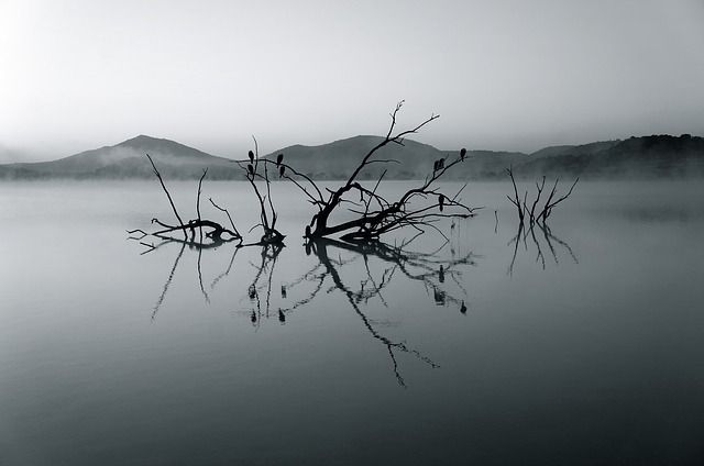 natuurfotografie, natuur fotograferen, wildlife