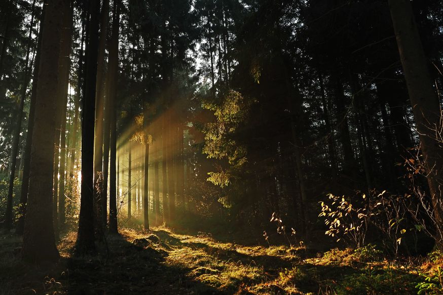 natuurlijk licht fotograferen