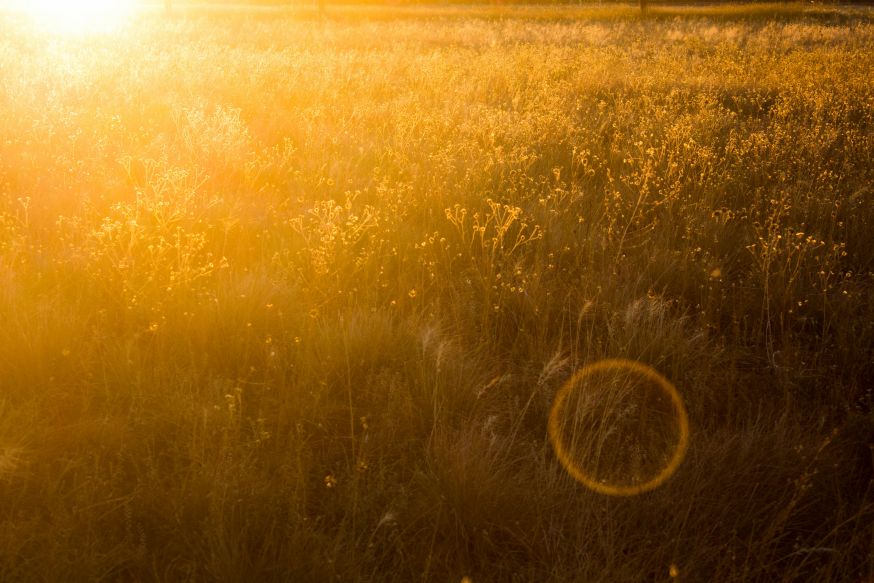 soft focus fotografie