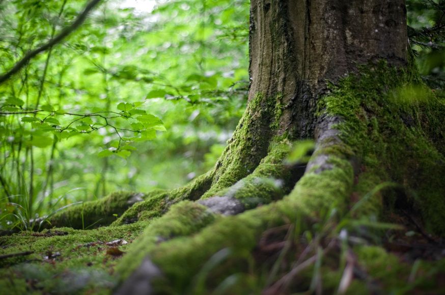 fotograferen in het bos basiscursus