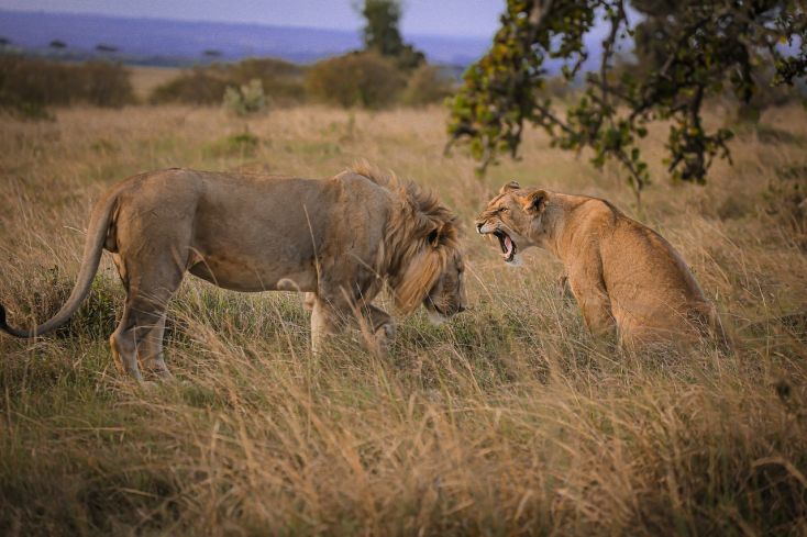 wildlife fotograferen