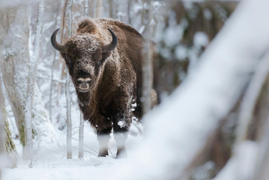 Białowieża natuurfotografie