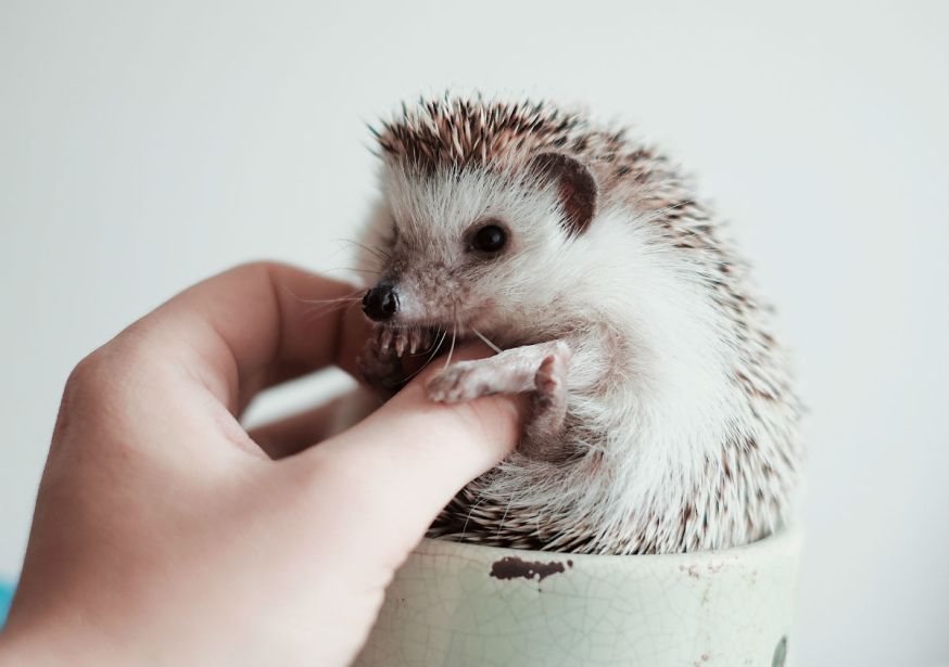 Starter, lezersfoto, DIGIFOTO Starter 3.2019, uitgelicht, gallery, huisdieren, kleine huisdieren, kleine huisdieren fotograferen
