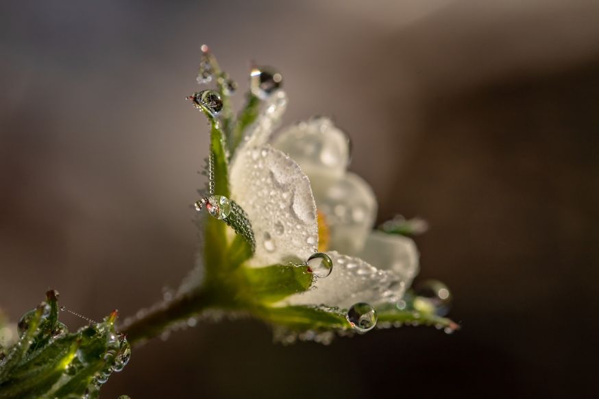 dauw, rijp, landschap, landschapsfotografie