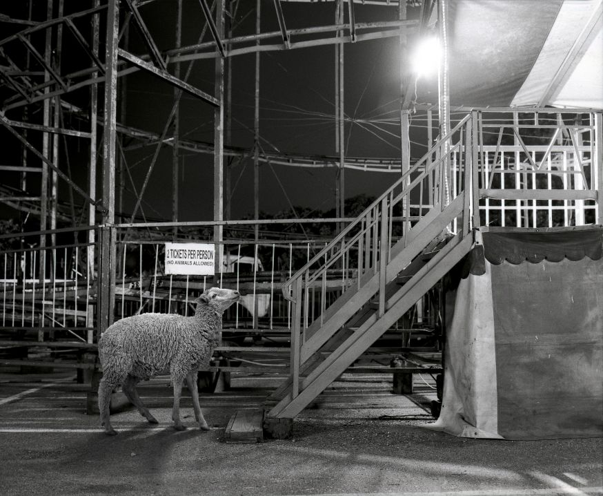 schapen in het alledaagse Justin Dingwall over fotoproject Incurious Justin Dingwall
