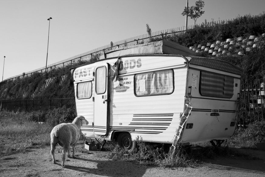 schapen in het alledaagse Justin Dingwall over fotoproject Incurious Justin Dingwall