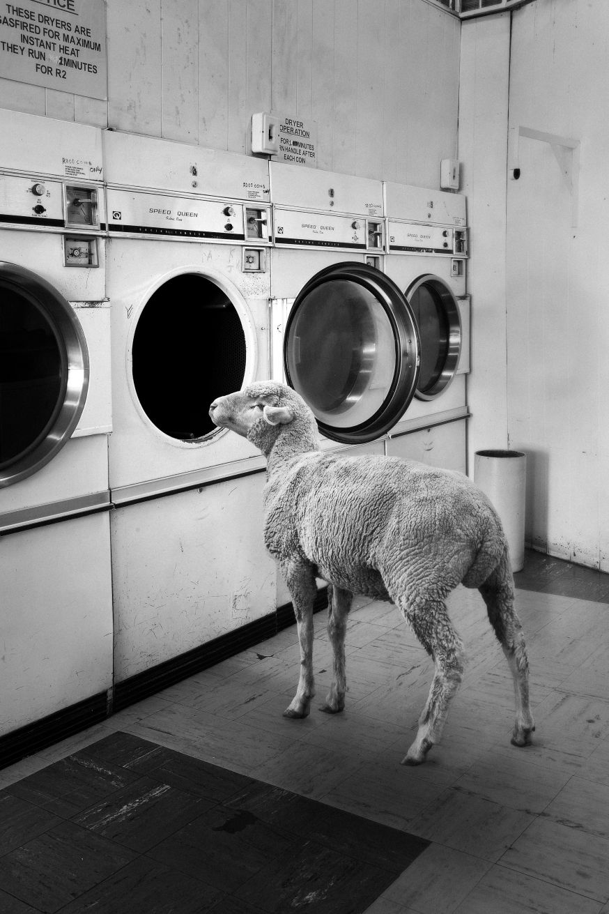 schapen in het alledaagse Justin Dingwall over fotoproject Incurious Justin Dingwall