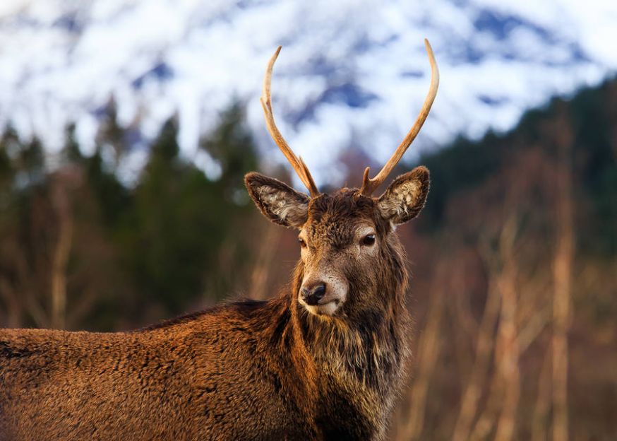 De Schotse Hooglanden De Schotse Hooglanden