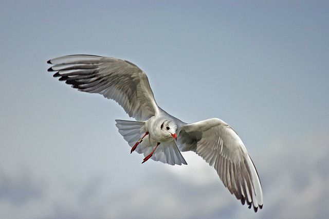 vogels, vogels fotograferen