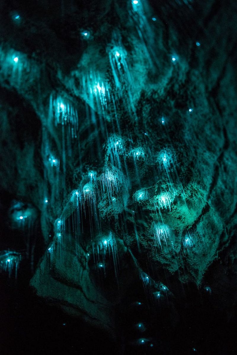 Glimwormen verlichten grot