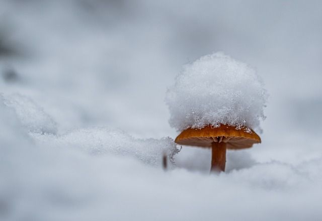 onderwerp, onderwerpen, onderwerpkeuze, fotografisch oog