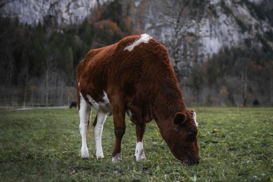 Fotograferen in Lauterbrunnen