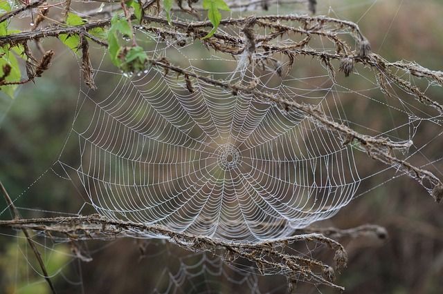 spinnenweb fotograferen, spinnenweb, herfst, herfstfotografie