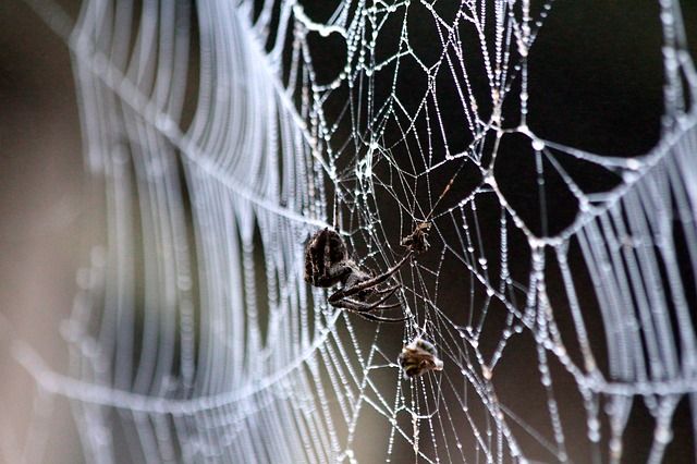 spinnenweb fotograferen, spinnenweb, herfst, herfstfotografie