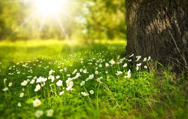 natuurfotografie, natuur, voorjaar