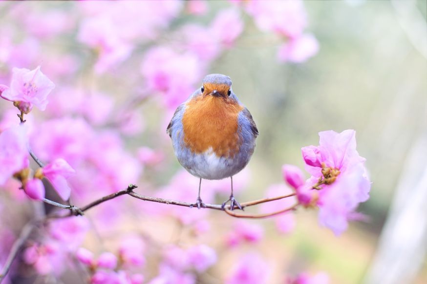 Tips Vogelfotografie