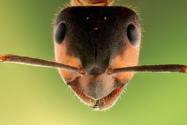 micro fotografie, microfotografie, macro, macrofotografie