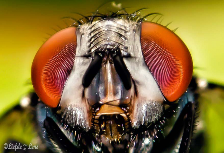 amanda tielrooy spotlight lezersfoto