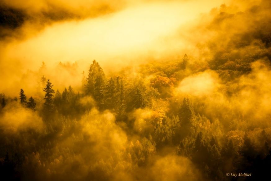 lily malfliet spotlight lezersfoto