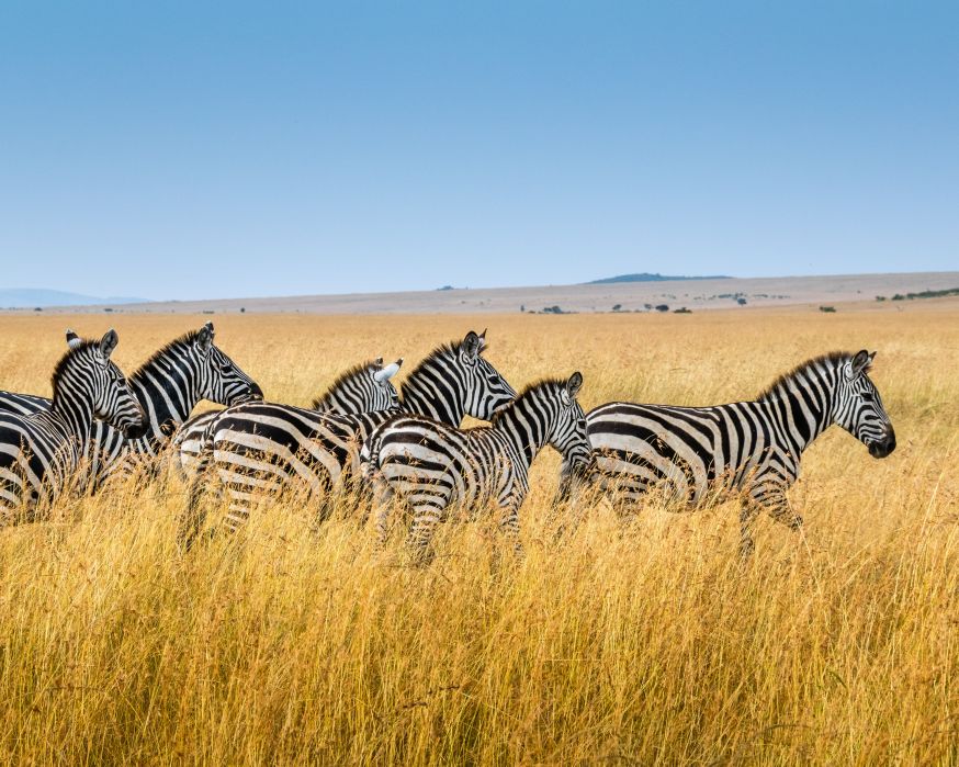 Safari, safarifotografie, wild dieren, wildlife fotograferen, wildlife 