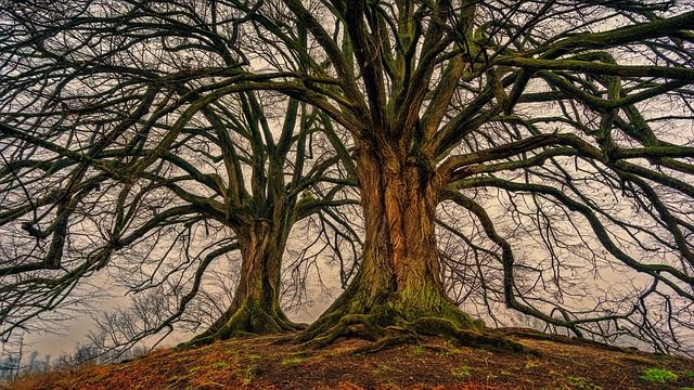 natuur, wildlife, natuurfotografie, wildlife fotografie