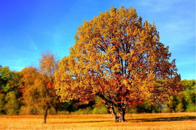 herfst, herfstkleuren, herfstkleuren fotograferen