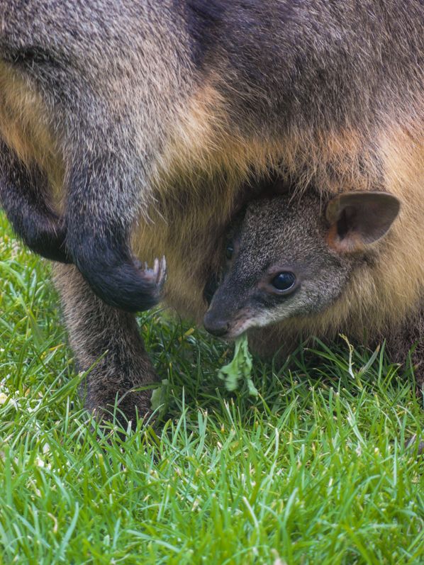 Jonge wallaby