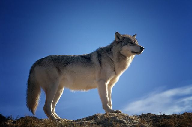 ooghoogte, wildlife, perspectief, portretfotografie, kikvors, vogelperspectief