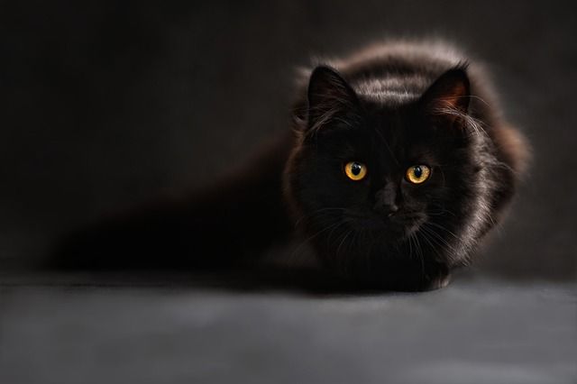 katten, kat, huisdier, dieren fotograferen, kattenfoto's
