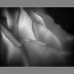 afbeelding van fhbune_89252