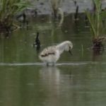 afbeelding van Vlindertuin_111411